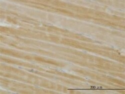 PHKG1 Antibody (2B4), Novus Biologicals 0.1 mg | Buy Online | Novus Biologicals | Fisher Scientific