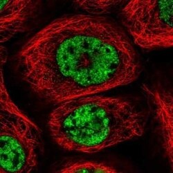 PWWP2B Antibody, Novus Biologicals 0.1 mL; Unconjugated:Antibodies, Polyclonal