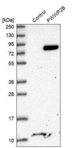 PWWP2B Antibody, Novus Biologicals 0.1 mL; Unconjugated:Antibodies, Polyclonal