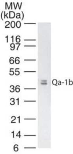 QA1b Antibody (6A8.6F10.1A6) - Azide and BSA Free, Novus Biologicals 0.1