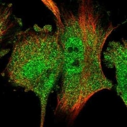 RACK1/GNB2L1 Antibody, Novus Biologicals 0.1 mL | Buy Online | Novus Biologicals | Fisher Scientific