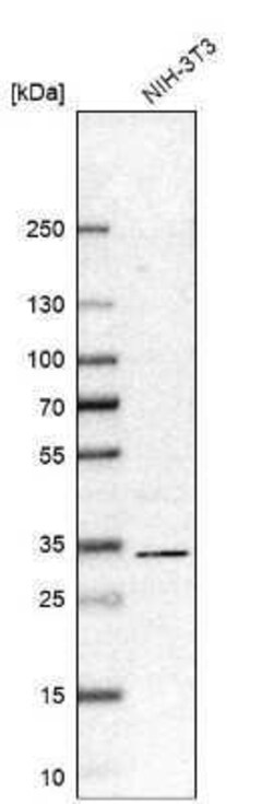 RACK1/GNB2L1 Antibody, Novus Biologicals 0.1 mL | Buy Online | Novus Biologicals | Fisher Scientific