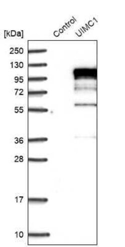 RAP80 Antibody, Novus Biologicals 0.1 mL | Buy Online | Novus Biologicals | Fisher Scientific