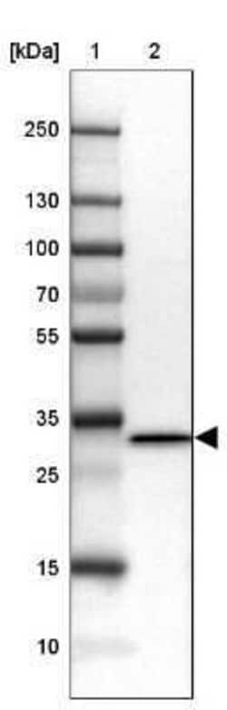 Ribosomal Protein S6/RPS6 Antibody, Novus Biologicals 0.1 mL, Unconjugated:Antibodies