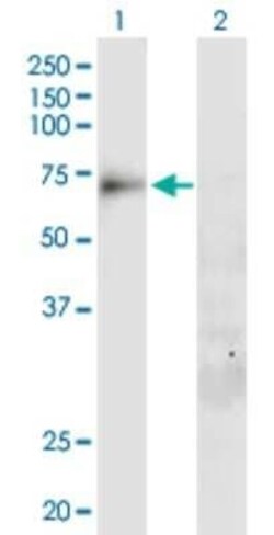 SLC20A1 Antibody, Novus Biologicals 50 &mu;g | Buy Online | Novus Biologicals | Fisher Scientific