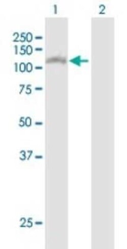 SNX13 Antibody, Novus Biologicals 0.05 mg | Buy Online | Novus Biologicals | Fisher Scientific