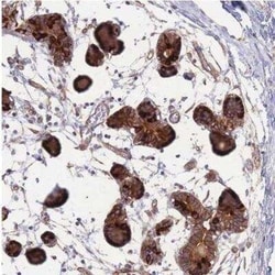 STEAP3/TSAP6 Antibody, Novus Biologicals 0.1 mL | Buy Online | Novus Biologicals | Fisher Scientific