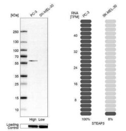 STEAP3/TSAP6 Antibody, Novus Biologicals 0.1 mL | Buy Online | Novus Biologicals | Fisher Scientific