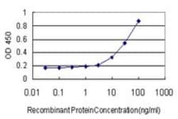SUGT1 Antibody (6G5), Novus Biologicals 0.1 mg; Unconjugated:Antibodies,