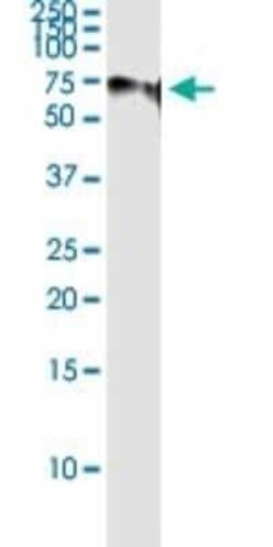 Splicing Factor 1 Antibody (2E12), Novus Biologicals 0.1 mg | Buy Online | Novus Biologicals | Fisher Scientific
