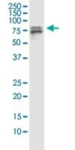 Splicing Factor 1 Antibody (2E12), Novus Biologicals 0.1 mg | Buy Online | Novus Biologicals | Fisher Scientific