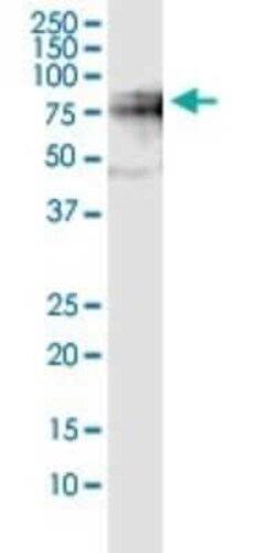 Splicing Factor 1 Antibody (2E12), Novus Biologicals 0.1 mg | Buy Online | Novus Biologicals | Fisher Scientific