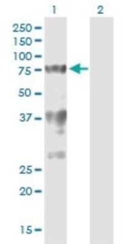 Splicing Factor 1 Antibody (2E12), Novus Biologicals 0.1 mg | Buy Online | Novus Biologicals | Fisher Scientific
