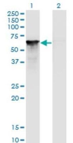 Splicing Factor 1 Antibody (2E12), Novus Biologicals 0.1 mg | Buy Online | Novus Biologicals | Fisher Scientific