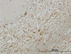 Syntaxin 5 Antibody (5A6), Novus Biologicals 0.1 mg | Buy Online | Novus Biologicals | Fisher Scientific