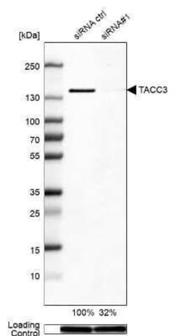 TACC3 Antibody, Novus Biologicals 0.1 mL; Unconjugated:Antibodies, Polyclonal