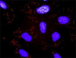 TBL1 Antibody (2B6), Novus Biologicals 0.1 mg | Buy Online | Novus Biologicals | Fisher Scientific