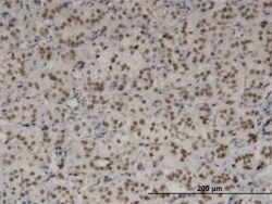 TBX3 Antibody (7H6), Novus Biologicals 0.1 mg | Buy Online | Novus Biologicals | Fisher Scientific