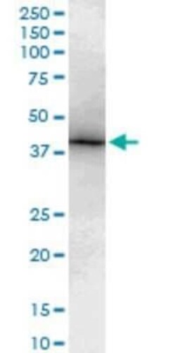 TBX6 Antibody (3F11), Novus Biologicals 0.1 mg | Buy Online | Novus Biologicals | Fisher Scientific