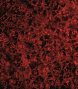 TRAF-2 Antibody - BSA Free, Novus Biologicals 0.1 mg; Unconjugated:Antibodies,