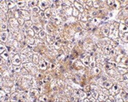 TRAF-2 Antibody - BSA Free, Novus Biologicals 0.1 mg; Unconjugated:Antibodies,