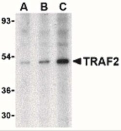 TRAF-2 Antibody - BSA Free, Novus Biologicals 0.1 mg; Unconjugated:Antibodies,