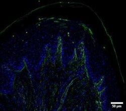 UCH-L1/PGP9.5 Antibody (SPM575) - Azide and BSA Free, Novus Biologicals 0.1 mg | Buy Online | Novus Biologicals | Fisher Scientific
