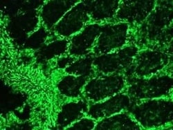 Vimentin Antibody (RV202) - BSA Free, Novus Biologicals 0.1 mg; Unconjugated:Antibodies,