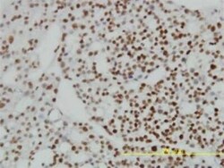 ZNF143 Antibody (2B4), Novus Biologicals 0.1 mg | Buy Online | Novus Biologicals | Fisher Scientific