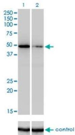 ZNF207 Antibody (1A2), Novus Biologicals 0.1 mg | Buy Online | Novus Biologicals | Fisher Scientific