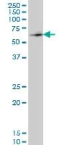 ZNF207 Antibody (1A2), Novus Biologicals 0.1 mg | Buy Online | Novus Biologicals | Fisher Scientific