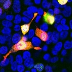 Abcam Anti-mCherry antibody [1C51], 100 uL