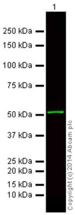 Donkey Anti-Mouse IgG H&L (Alexa Fluor&trade; 750) preadsorbed, Abcam