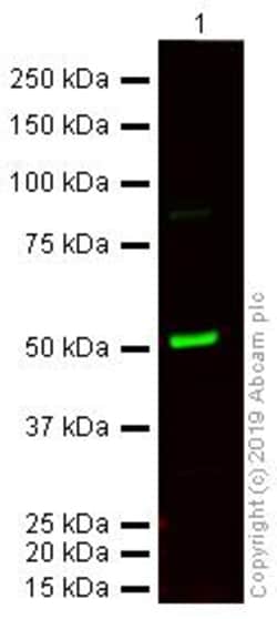 Donkey Anti-Rat IgG H&L (Alexa Fluor&trade; 750) preadsorbed, Abcam