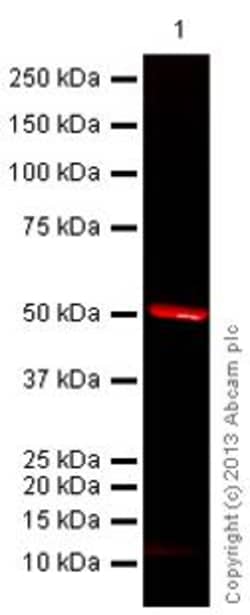 Goat Anti-Rabbit IgG H&L (Alexa Fluor&trade; 680), Abcam