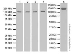 Abcam Anti-Collagen III antibody [EPR17673], 100 uL
