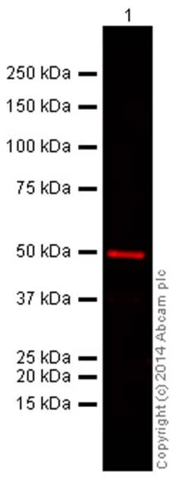Goat Anti-Mouse IgG H&L (Alexa Fluor&trade; 680) preadsorbed, Abcam
