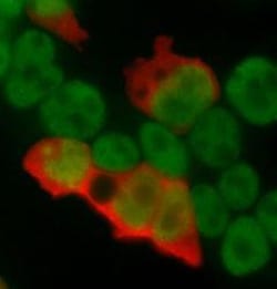 Abcam Anti-Influenza A Virus Nucleoprotein antibody [AA5H], 250 ug
