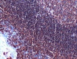 Anti-CD4 antibody, Abcam