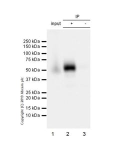 Anti-CD16 antibody [EPR22409-124], Abcam