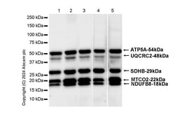 Anti-Total OXPHOS Antibody Cocktail antibody [RM1134], Abcam