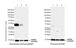 Anti-FGL1 antibody [RM1297], Abcam