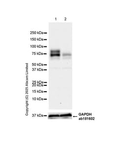 Anti-IDUA antibody antibody [EPR26926-251], Abcam