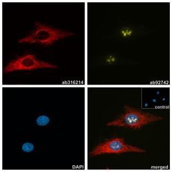 Alpaca monoclonal [3G2] Anti-Chicken IgY antibody (AZdye 568), Abcam