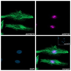 Alpaca monoclonal [3G2] Anti-Chicken IgY antibody (ATTO 488), Abcam