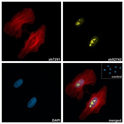 Alpaca monoclonal [10A4] Anti-Mouse IgG1 antibody (AZdye 568), Abcam