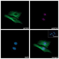 Alpaca monoclonal [10A4] Anti-Mouse IgG1 antibody (ATTO 488), Abcam