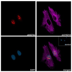 Alpaca monoclonal [10E10] Anti-Rabbit IgG antibody (AZdye 568), Abcam