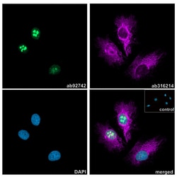 Alpaca monoclonal [10E10] Anti-Rabbit IgG antibody (ATTO 488), Abcam