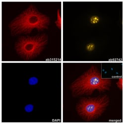 Alpaca monoclonal [14A4] Anti-Mouse IgG2a/b antibody (AZdye 568), Abcam